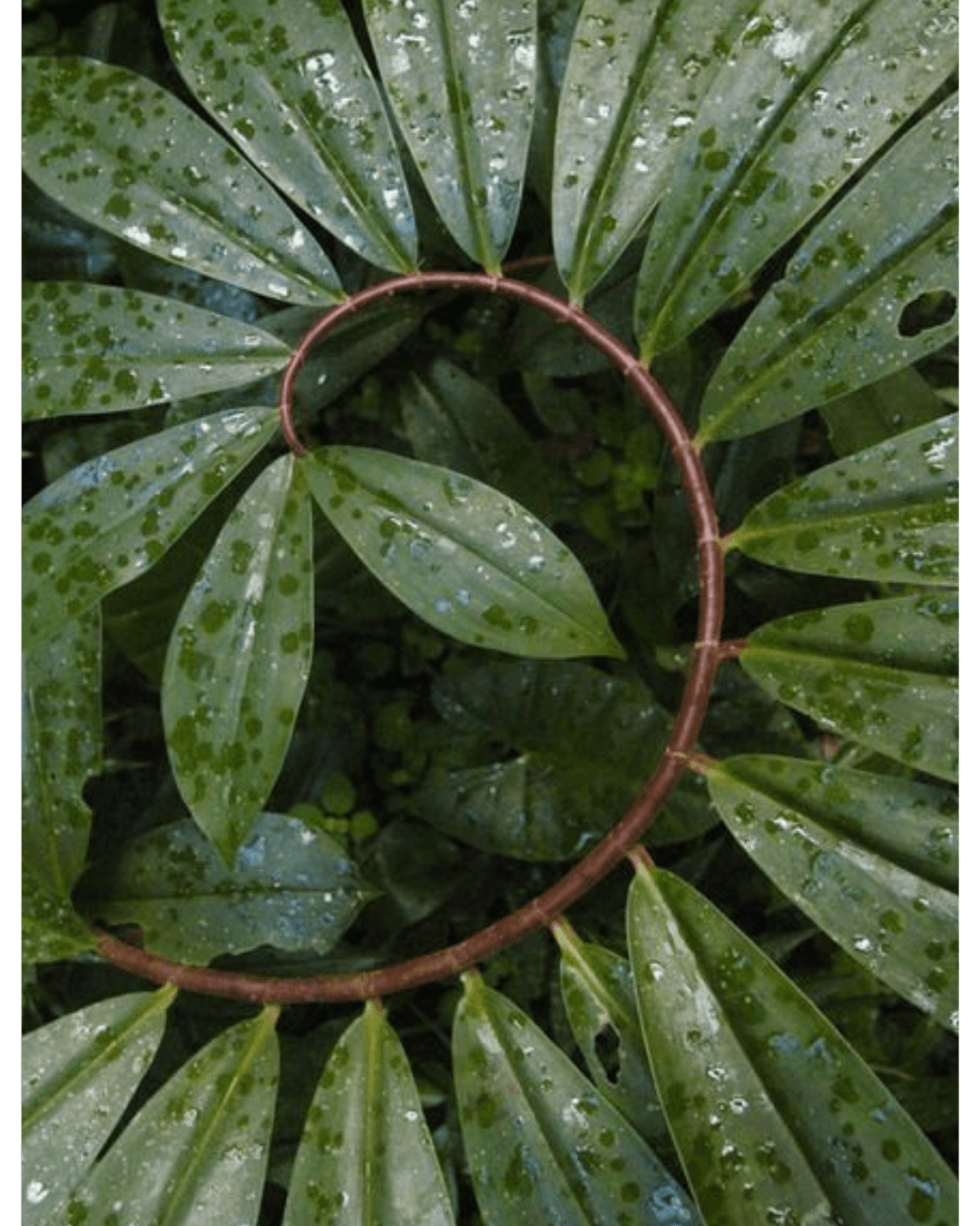 Disposizione naturale delle foglie su una pianta